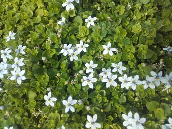 Isotoma fluviatilis  lage bodembedekker 5 cm hoog, Tuin en Terras, Planten | Tuinplanten, Vaste plant, Halfschaduw, Zomer, Ophalen of Verzenden
