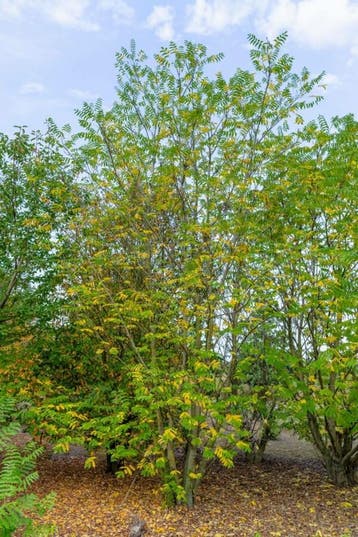 Pterocarya fraxinifolia meerstammig 250-300