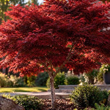 Japanse esdoorn ‘Bloodgood’ Sierplanten, Raskleur, Tuin en Terras, Verzenden, Overige soorten, Struik