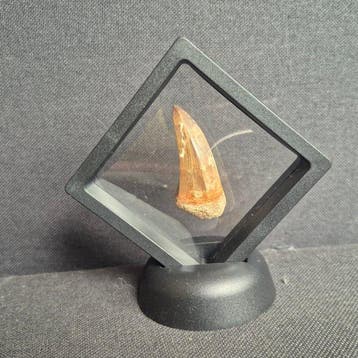 Mosasaurus - Fossiele tand - 4.5 cm - 2 cm (Zonder