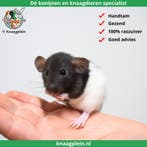 Jonge handtamme dwergratten te koop!, Dieren en Toebehoren, Meerdere dieren, Rat, Tam