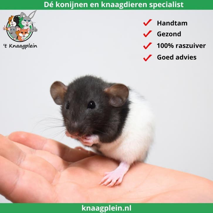 Jonge handtamme dwergratten te koop!, Dieren en Toebehoren, Knaagdieren, Rat, Mei, Tam, Meerdere dieren