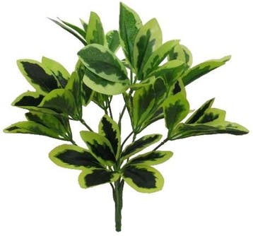 Euphorbia Spray Variegated Boeketvuller, Ophalen of Verzenden, Nieuw