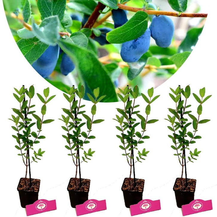 Honingbessen Lonicera caerulea Strawberry Sen, Tuin en Terras, Planten | Fruitbomen, Volle zon, Verzenden