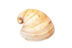Heart Cockle - volledige schelp (2 helften) Skelet - Glossus, Verzamelen, Nieuw