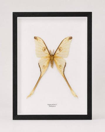 Vlinder Taxidermie wandmontage - Argema mittrei - 39 cm - 27