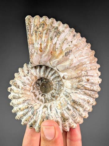 Ammoniet Douvilleiceras - Gefossiliseerde schelp -, Verzamelen