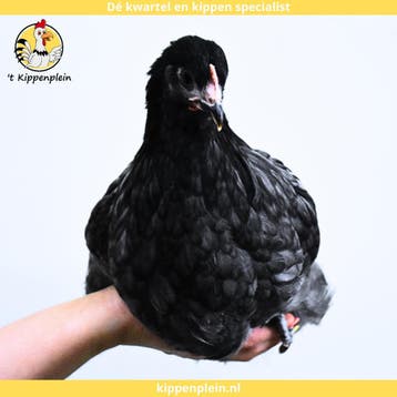 Orpington Zwart - Rustig, Tam en Gezond, Dieren en Toebehoren, Pluimvee, Meerdere dieren, Kip