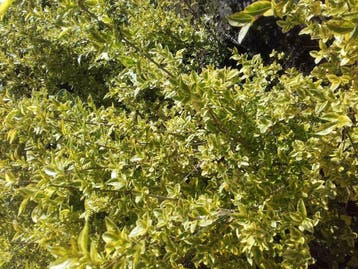 Ligustrum ovalifolium Aureum , geelbonte liguster, 17cmpot, Minder dan 100 cm, Zomer, Volle zon, In pot