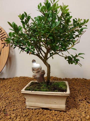 Japanese holly bonsai (Ilex crenata) - Hoogte (boom): 24 cm