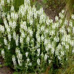 Salvia Nemorosa Schneehügel - Wortelgoed - 5 stuks, Tuin en Terras, Planten | Tuinplanten, Verzenden
