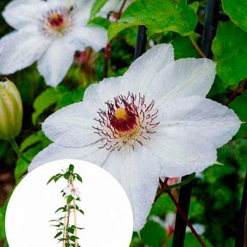 Bosrank Miss Bateman container (P15) Clematis, Sierplanten, Verzenden, Overige soorten, Struik