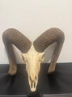 Mouflon Schedel met gewei - Muflone - 50 cm - 50 cm - 50 cm