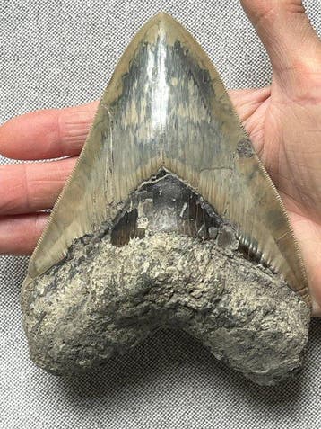Groot Megalodon-tand 14,7 cm - Fossiele tand - Carcharocles