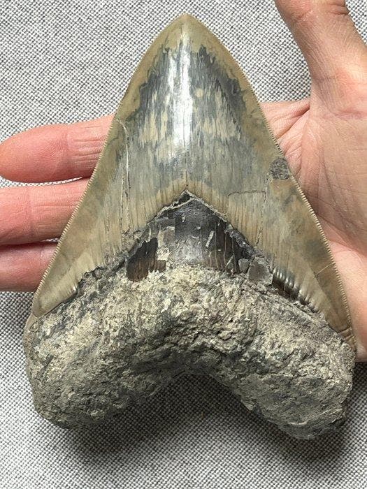 Groot Megalodon-tand 14,7 cm - Fossiele tand - Carcharocles, Verzamelen, Mineralen en Fossielen