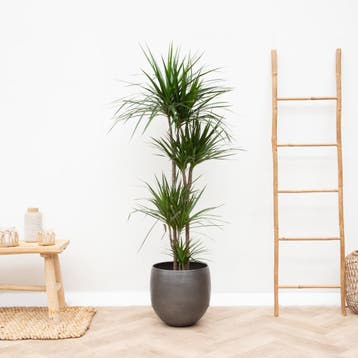 Green Bubble - Dracaena Marginata - 150 cm - Ø27 cm, Ophalen of Verzenden