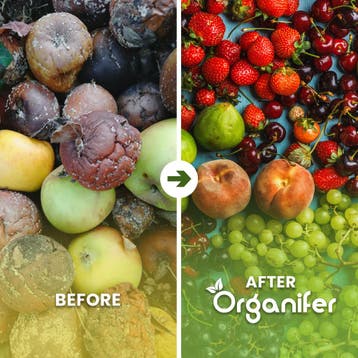 Fruit Zaden Pakket - 13 Soorten, Tuin en Terras, Verzenden, Gehele jaar, Volle zon