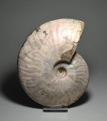 Ammoniet - Gefossiliseerde schelp - Aioloceras besairiei