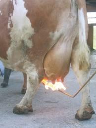 Mobiele uierbrander / uieronthaarder, Dieren en Toebehoren