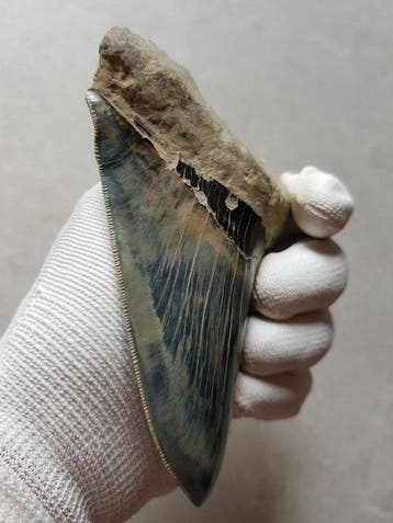 Megalodon - Fossiele tand - 13 cm - 8.8 cm, Verzamelen