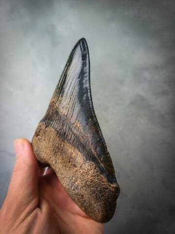 Megalodon - Fossiele tand - 13.4 cm - 11.8 cm, Verzamelen