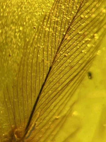 Amber - Barnsteen - feather in amber - 39 mm - 20.9 mm