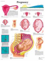 Anatomie poster zwangerschap (gelamineerd, 50x67 cm) + o..., Nieuw