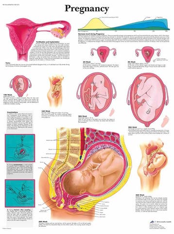 Anatomie poster zwangerschap (gelamineerd, 50x67 cm) + o..., Nieuw