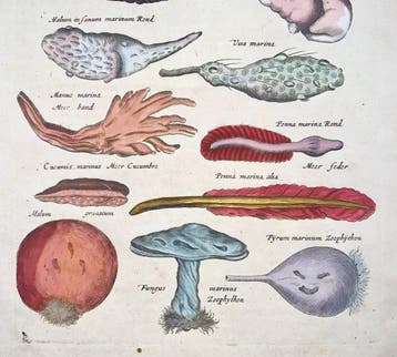 Matthäus Merian (b1593) - hand col. engraving: Zoophytes,