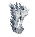 Koraal Koraal - Heliopora coerulea  27x19x16cm  RIESE