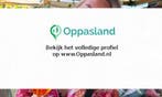 Ik ben Suzanne, 18 jaar oud en ik zoek oppaswerk in Papen...