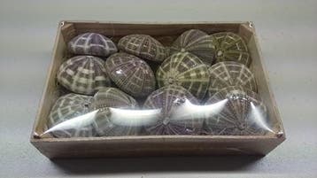 Zeeegel Sea Urchin Alfonso Naturel LET OP 10 stuks, Ophalen of Verzenden, Nieuw