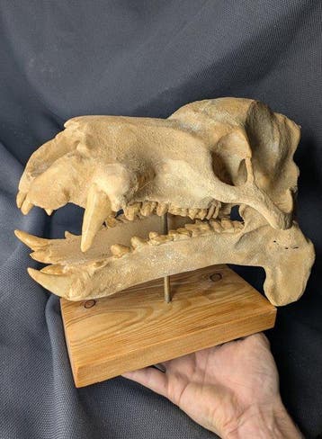 Fossiele schedel - Hippopotamus minor - smallest, Verzamelen