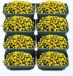 Verticale Tuin: 8x Wand Plantenbak Groen met Afwatering, Tuin en Terras, Verzenden, Nieuw