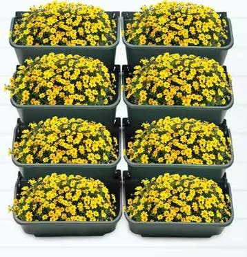Verticale Tuin: 8x Wand Plantenbak Groen met Afwatering, Verzenden, Nieuw