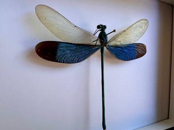 Libel Taxidermie volledige montage - Neurobasis chinensis