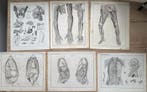 Lorenz Oken (XIX) - 6 grote Anatomische gravures 1843