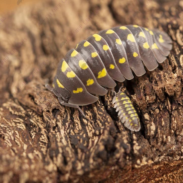 Diverse soorten pissebedden, opruimdiertjes en toebehoren!, Dieren en Toebehoren, Insecten en Spinnen, Overige soorten