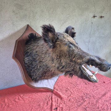 Wild zwijn Taxidermie volledige montage - Sus scrofa -