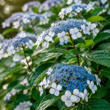 Hydrangea serrata Bluebird container (P19) Hortensia, Tuin en Terras, Verzenden, Overige soorten, Volle zon