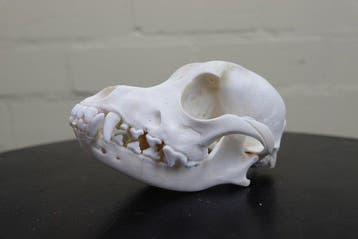 Domestic Dog Schedel - Canis l. familiaris - 8 cm - 7 cm -, Verzamelen, Dierenverzamelingen, Nieuw