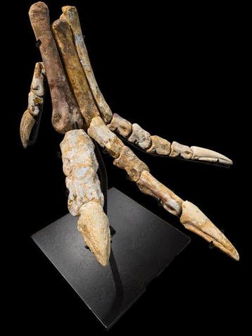 Poot van Spinosaurus - Fossiel skelet - Dinosauro - 39 cm -