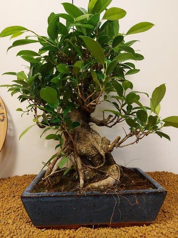 Vijgenboom bonsai (Ficus) - Hoogte (boom): 42 cm - Diepte