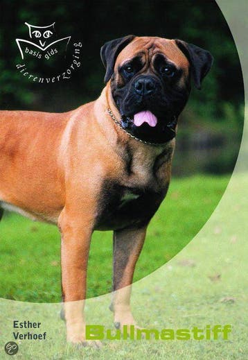 Bullmastiff / Basisgids dierenverzorging - Esther Verhoef, Verzenden, Gelezen, Esther Verhoef