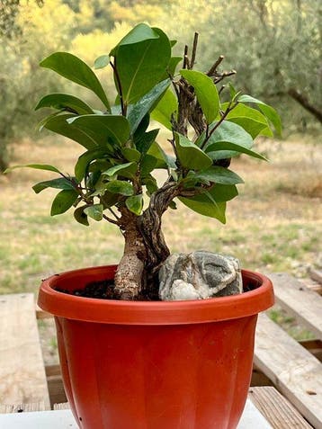 bonsai ficus ginseng - Hoogte (boom): 18 cm - Diepte (boom):