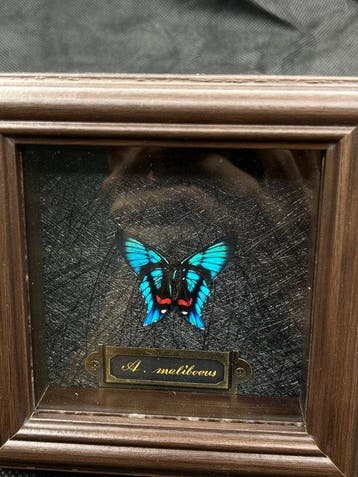 Ancyluris meliboeus Taxidermie volledige montage - Ancyluris, Nieuw