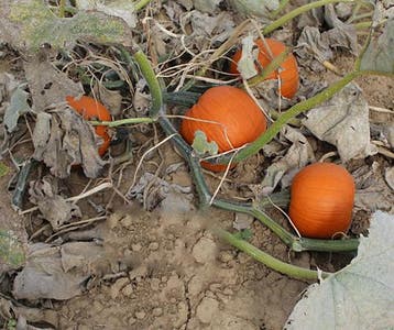 Hal. Buzz F1 PMT Goede kleinere halloweenpompoen 50 zaden, Ophalen of Verzenden, Nieuw