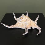 Schelp Taxidermie Opgezette Dieren By Max, Verzamelen, Ophalen of Verzenden, Nieuw, Wild dier, Opgezet dier