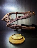 Dinosaurus - Fossiele schedel - Velociraptor mongoliensis -