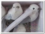 Vogeltjes Wit Grijs met clip 13x6,5x4 cm 2 stuks, Ophalen of Verzenden, Nieuw